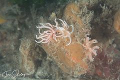 Phyllodesmium serratum