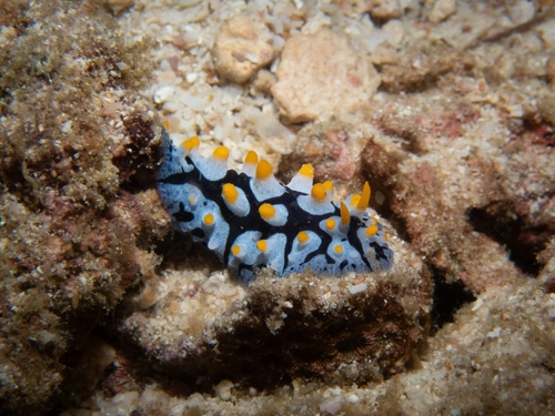 Phyllidia picta