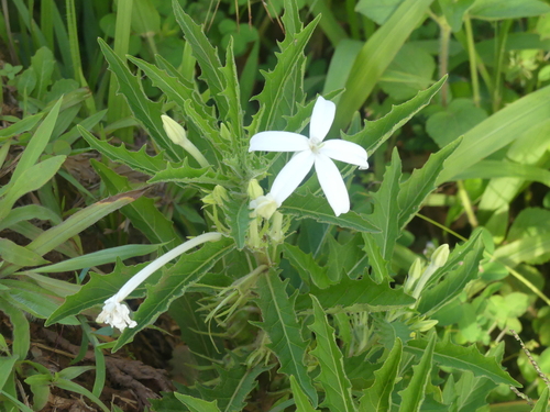 Star of Bethlehem