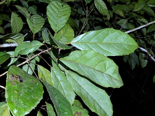 Conceveiba guianensis, 2026-04-24