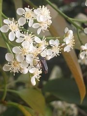 Pseudostrangalia cruentata