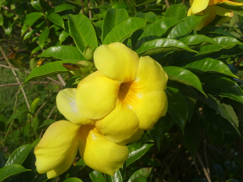 Golden Trumpet