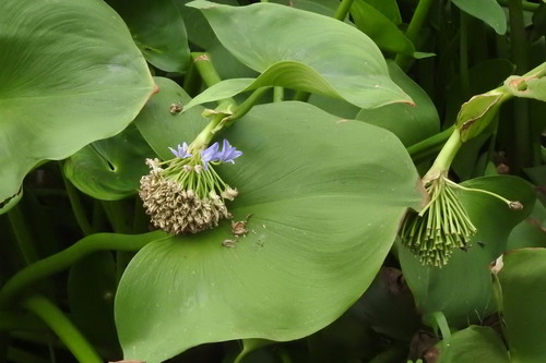 Pontederia hastata observed 2026-04-26