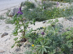 Lupinus arizonicus