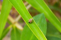 Psyllobora bicongregata