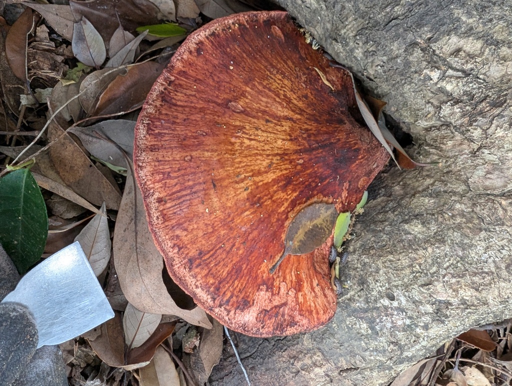 Fistulina hepatica · April 2026 · photo: © atsushi_nakajima_cirque (iNaturalist, cc-by)