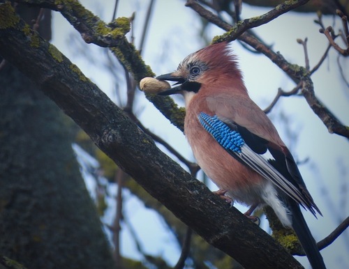 Arrendajo euroasiático (Garrulus glandarius)