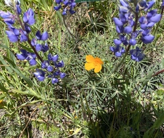 Lupinus benthamii