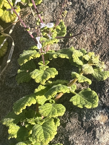 Vicks Plant