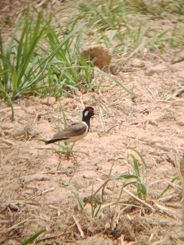 Red-wattled Lapwing
