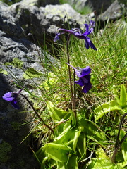 Pinguicula grandiflora