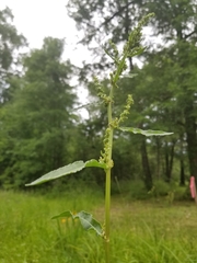Rumex altissimus