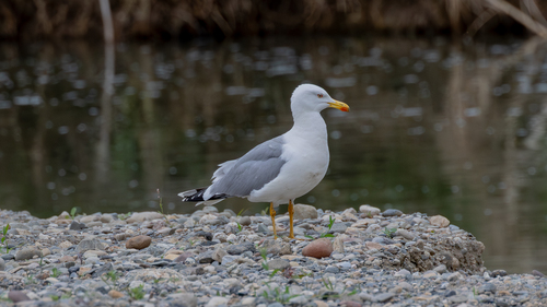 Avistamiento Gaviota patiamarilla