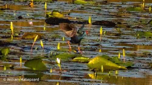 iNaturalist image