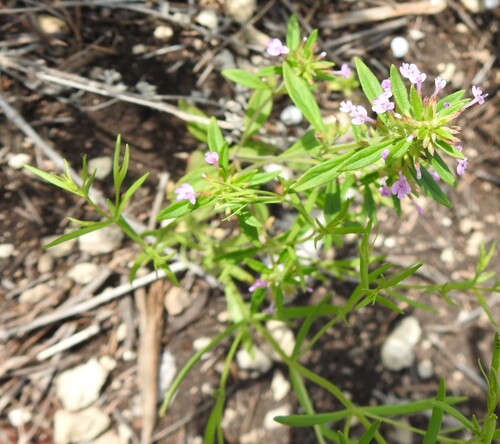 Hedeoma acinoides, photograph 6