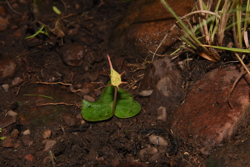 Kosaria tropaeolifolia (Decne.) Thulin