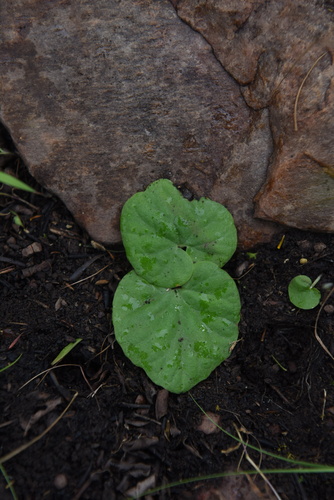 Kosaria tropaeolifolia (Decne.) Thulin 2