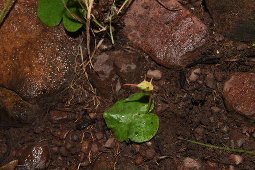 Kosaria tropaeolifolia (Decne.) Thulin 3