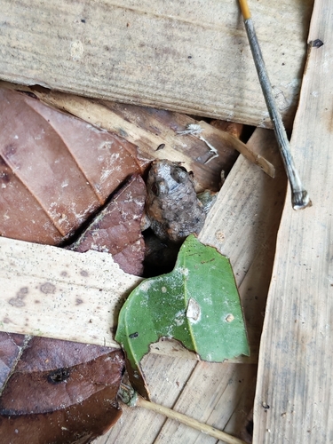 Hill Forest Frog