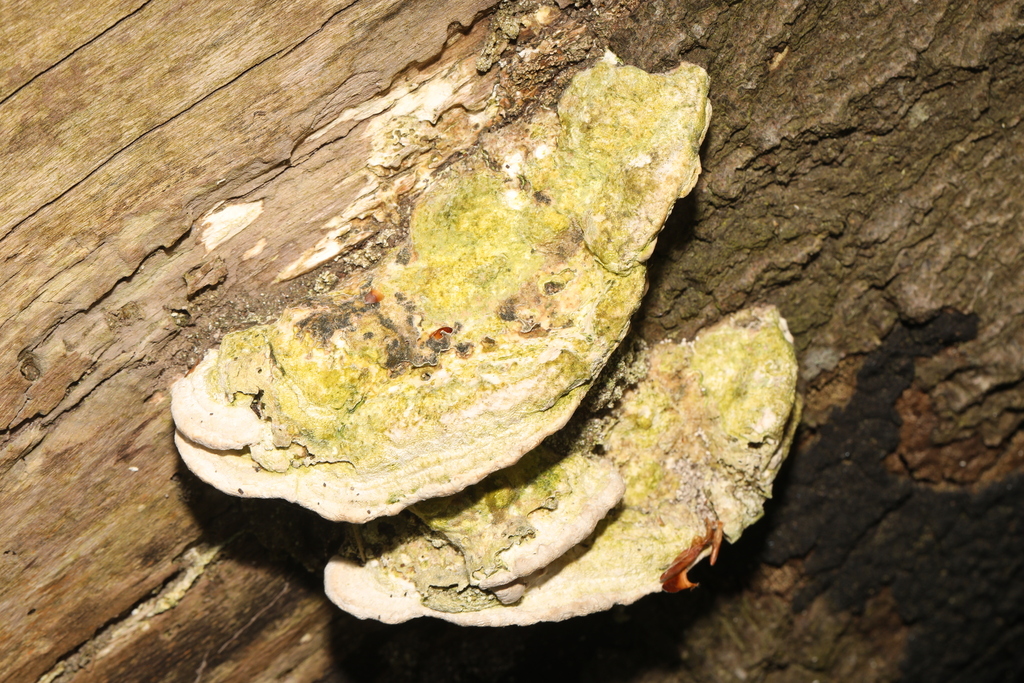 Trametes gibbosa · April 2026 · photo: © steve_mcwilliam (iNaturalist, cc0)