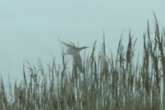 Botaurus lentiginosus