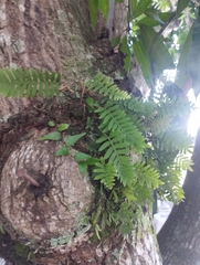 Pleopeltis polypodioides, photograph (c) Brenda O'Grady, some rights reserved (CC BY-SA)