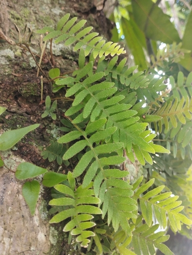 Pleopeltis polypodioides, photograph 5