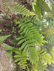 Pleopeltis polypodioides, photograph (c) Brenda O'Grady, some rights reserved (CC BY-SA)