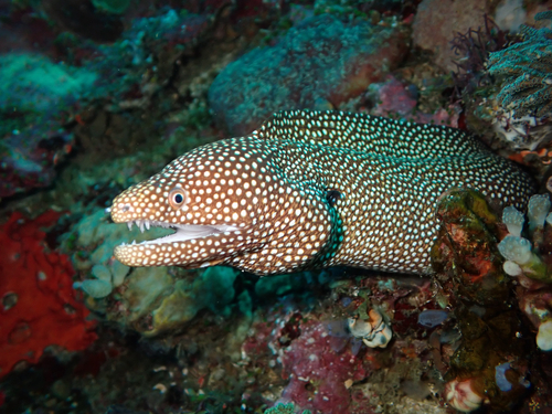 Gymnothorax meleagris