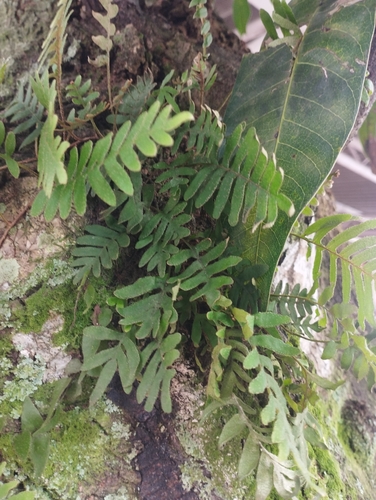 Pleopeltis polypodioides, photograph 6