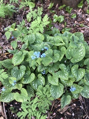 Brunnera macrophylla