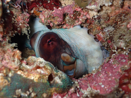 Octopus cyanea