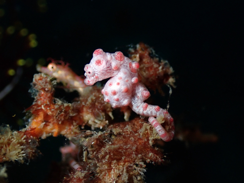Hippocampus bargibanti