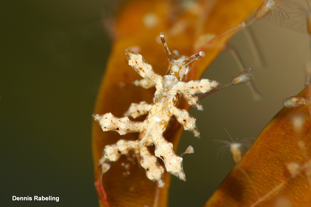 Eubranchus capellinii