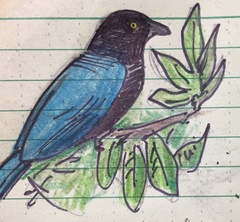 Cyanocorax melanocyaneus