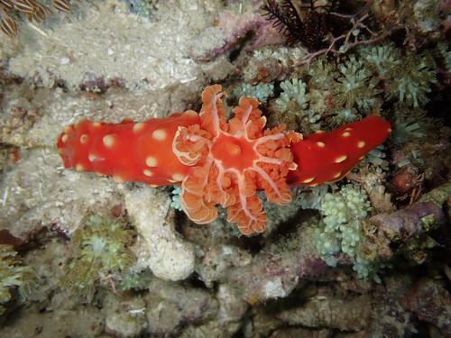 Gymnodoris aurita