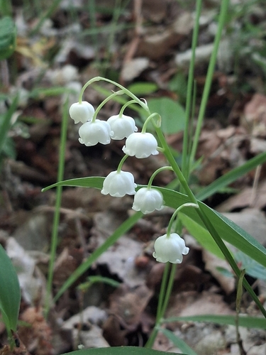European lily of the valley