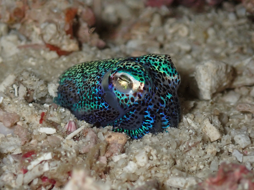 Euprymna berryi