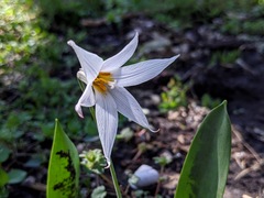 Erythronium albidum