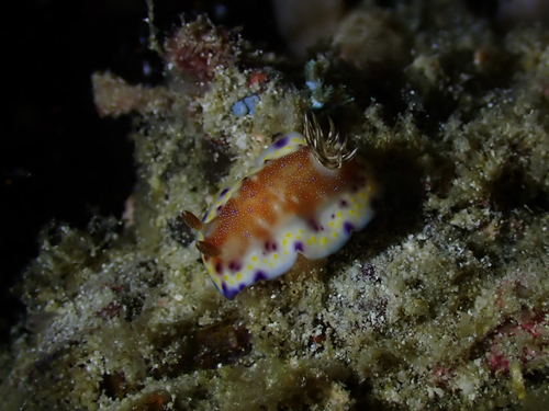 Goniobranchus collingwoodi