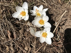 Crocus biflorus