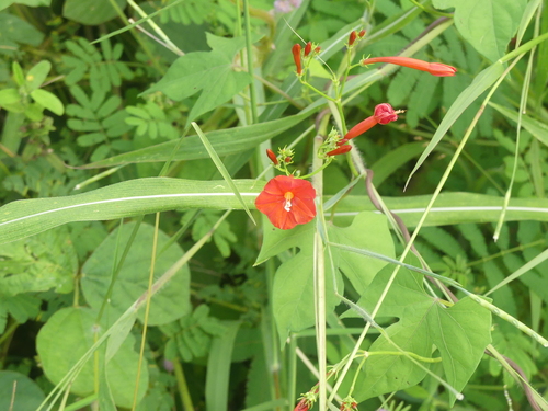 scarlet creeper