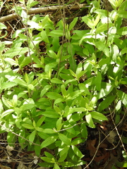 Solidago radula, photograph (c) saltyhiker, some rights reserved (CC BY)