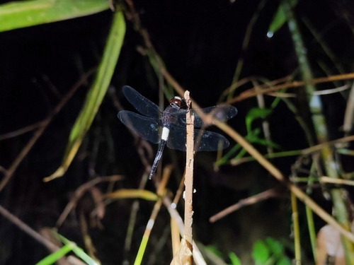 Banded Skimmer