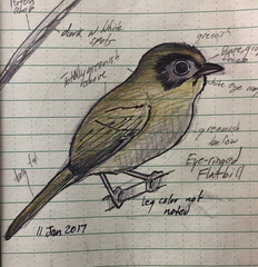 Rhynchocyclus brevirostris