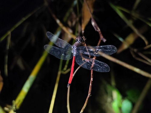 Asian Blood Tail