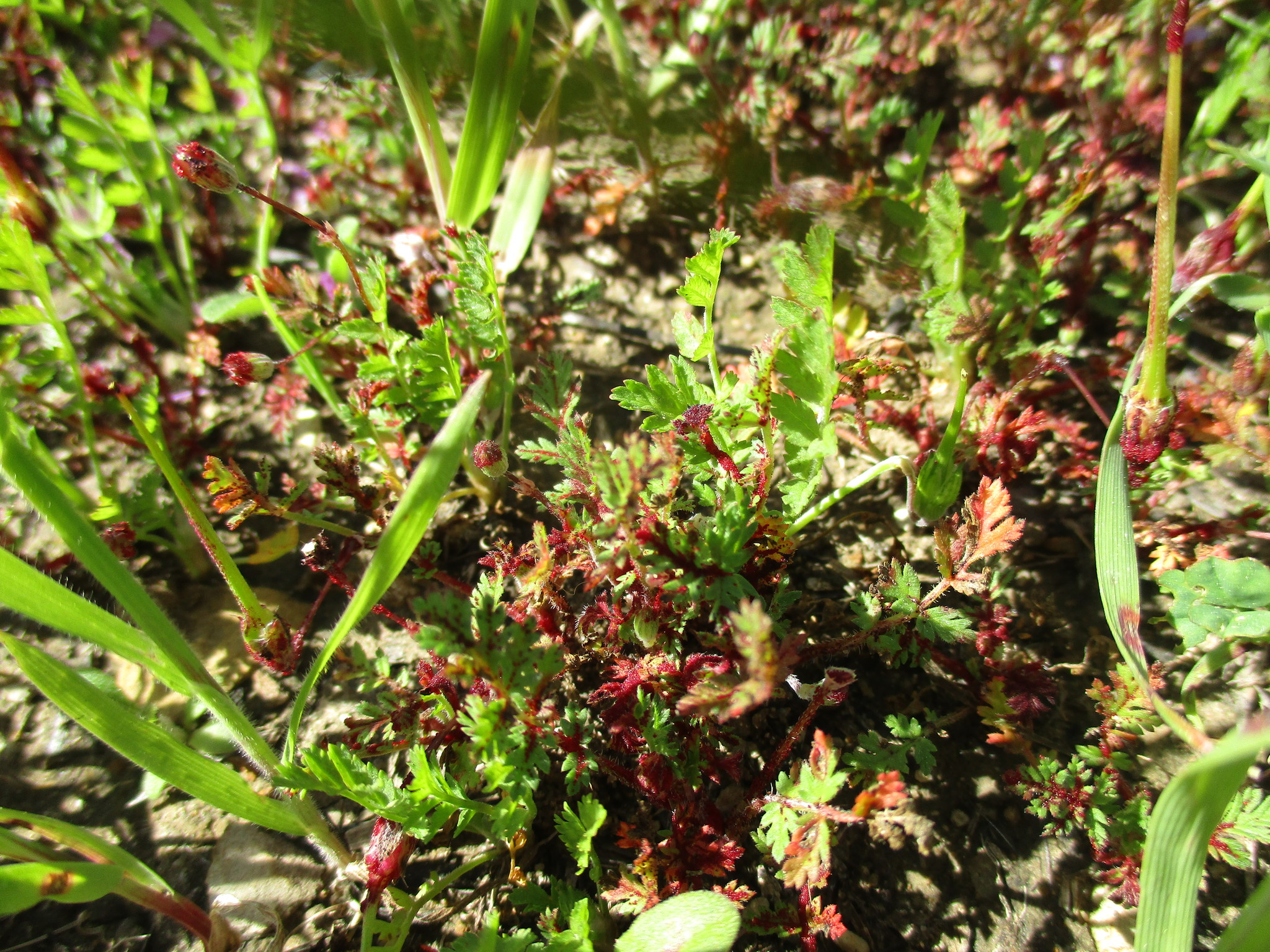 Synchytriaceae image