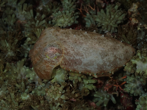 Ascarosepion latimanus