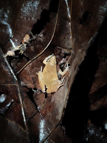 Dark-sided Chorus Frog