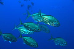 Uraspis helvola